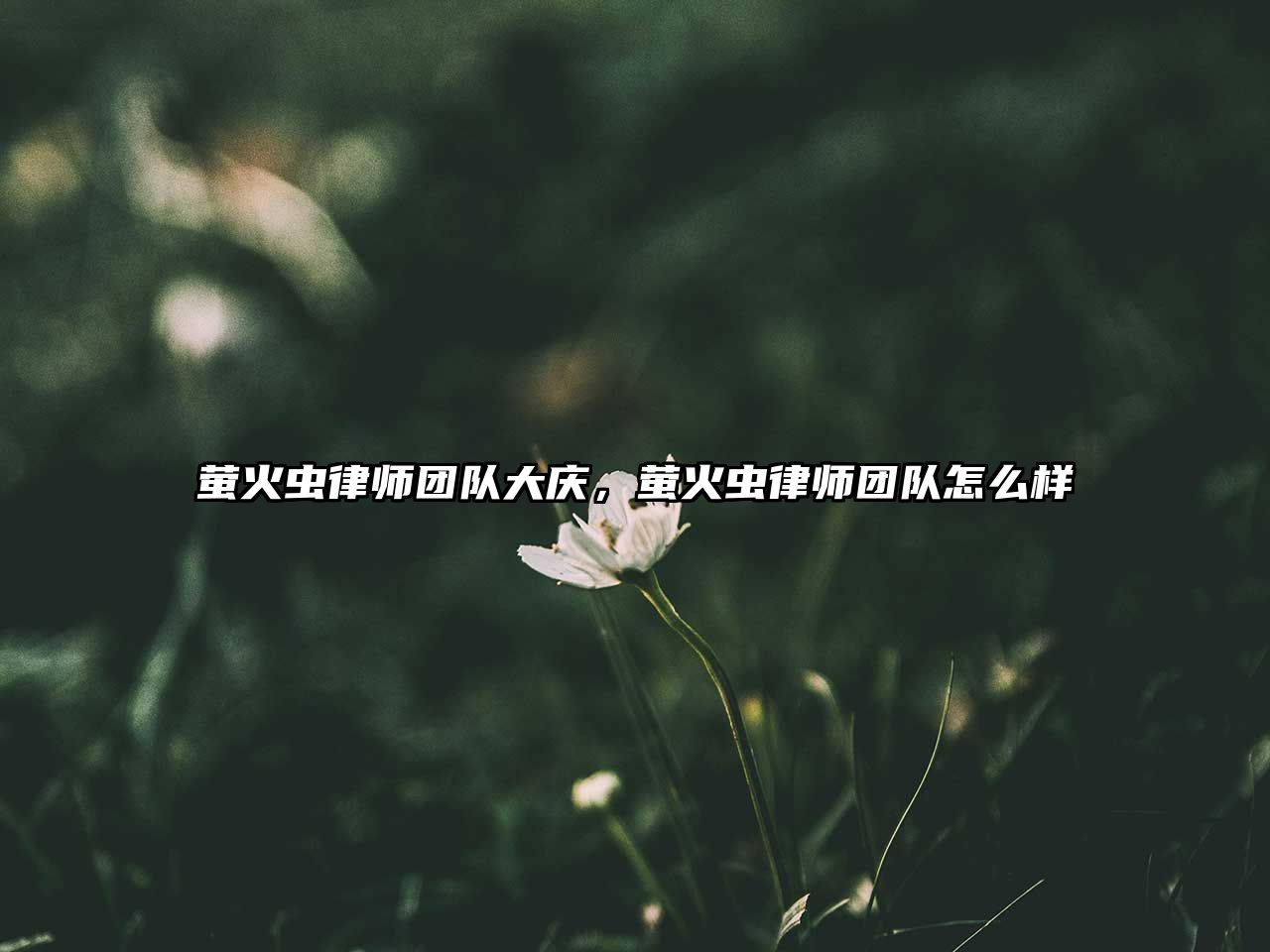 螢火蟲律師團隊大慶，螢火蟲律師團隊怎么樣