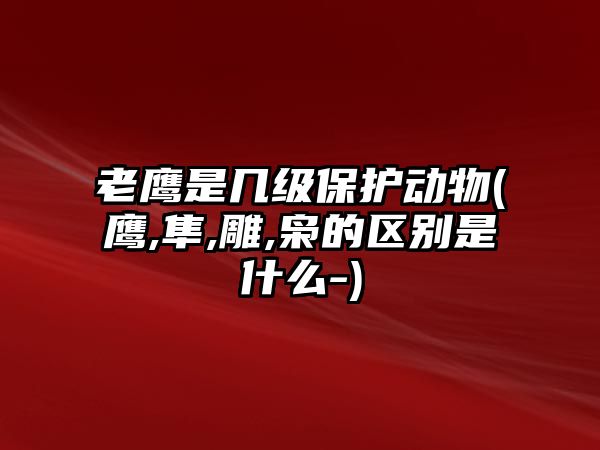 老鷹是幾級保護動物(鷹,隼,雕,梟的區別是什么-)