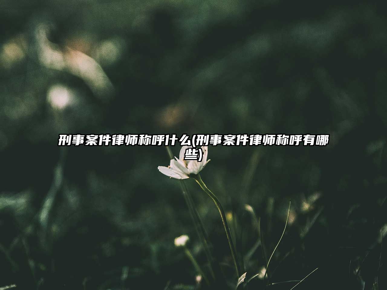 刑事案件律師稱呼什么(刑事案件律師稱呼有哪些)